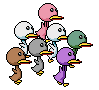 (ducks)
